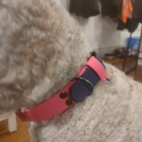 2 Tone Dog Collar